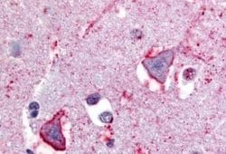 NPBWR1 Antibody, Novus Biologicals 50 &mu;g | Buy Online | Novus Biologicals | Fisher Scientific